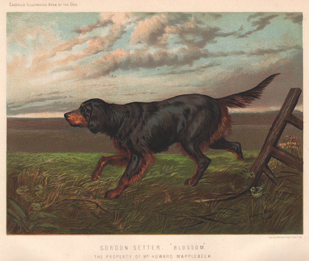 DOGS. Gordon Setter.